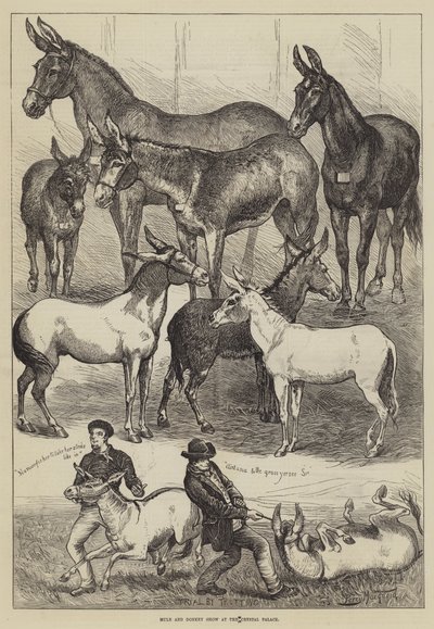 Exposition de mules et d